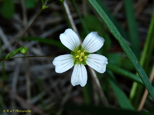 {Mononeuria glabra}